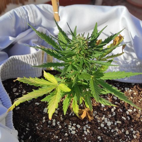 Quick One (alicante) growlog timeline photo