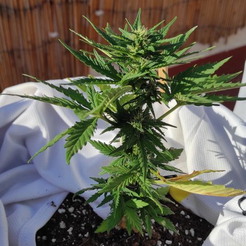 Northern lights auto (alicante) growlog timeline photo