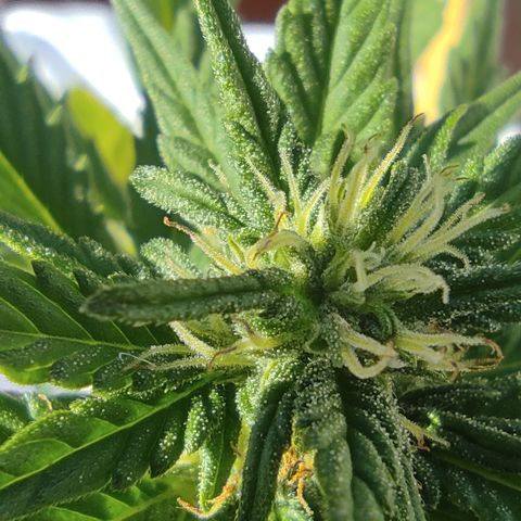 Northern lights auto (alicante) growlog timeline photo