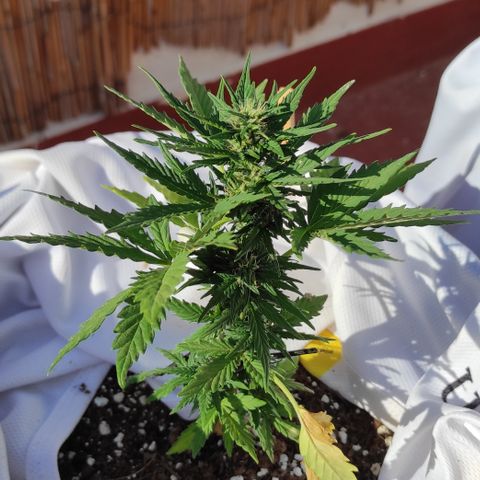 Northern lights auto (alicante) growlog timeline photo