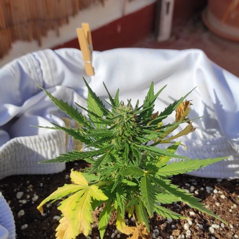 Quick One (alicante) growlog timeline photo