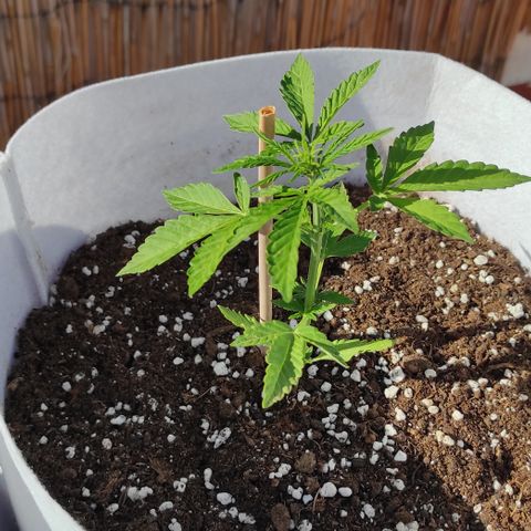 Critical auto (alicante) growlog timeline photo
