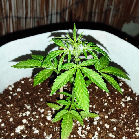 Critical auto (alicante) growlog timeline photo
