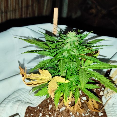 Quick One (alicante) growlog timeline photo