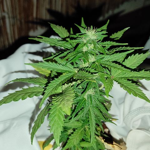 Northern lights auto (alicante) growlog timeline photo