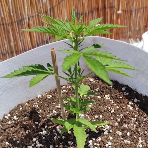 Critical auto (alicante) growlog timeline photo