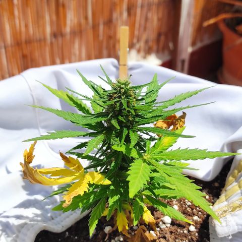 Quick One (alicante) growlog timeline photo