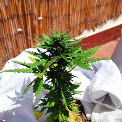 Northern lights auto (alicante) growlog timeline photo