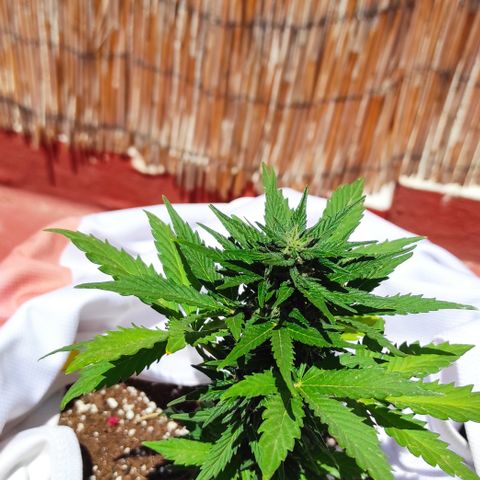 Northern lights auto (alicante) growlog timeline photo