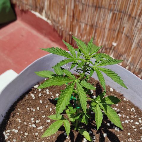 Critical auto (alicante) growlog timeline photo