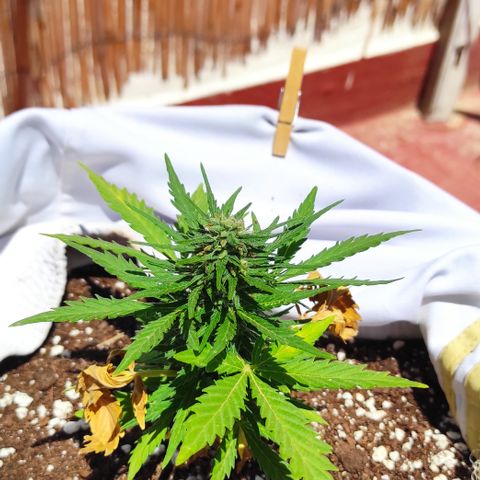 Quick One (alicante) growlog timeline photo