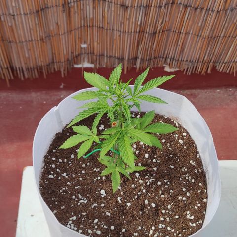 Critical auto (alicante) growlog timeline photo