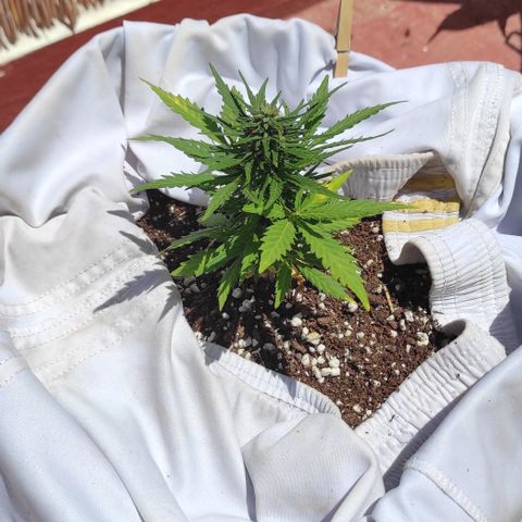 Quick One (alicante) growlog timeline photo