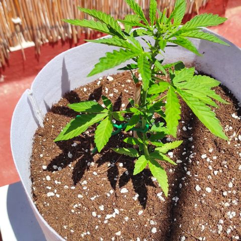 Critical auto (alicante) growlog timeline photo