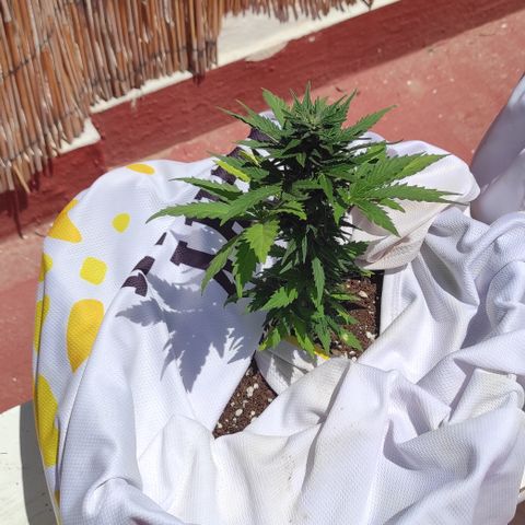 Northern lights auto (alicante) growlog timeline photo