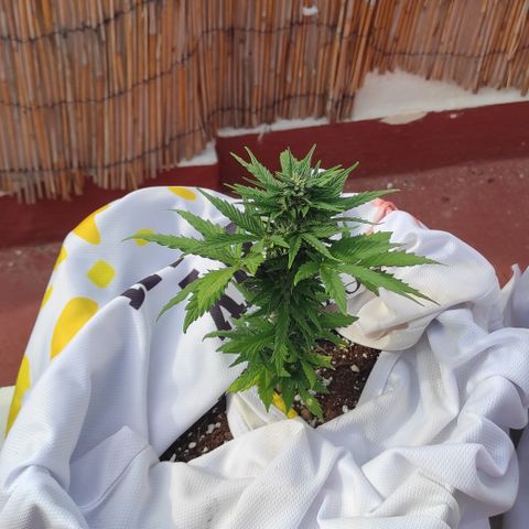 Northern lights auto (alicante) growlog timeline photo