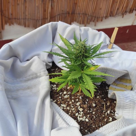 Quick One (alicante) growlog timeline photo