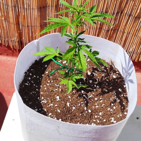 Critical auto (alicante) growlog timeline photo