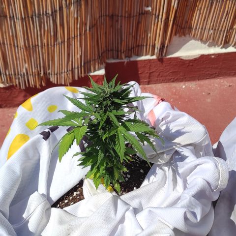 Northern lights auto (alicante) growlog timeline photo
