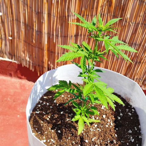 Critical auto (alicante) growlog timeline photo