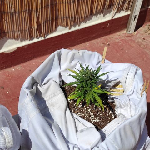 Quick One (alicante) growlog timeline photo