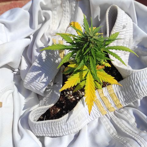 Quick One (alicante) growlog timeline photo