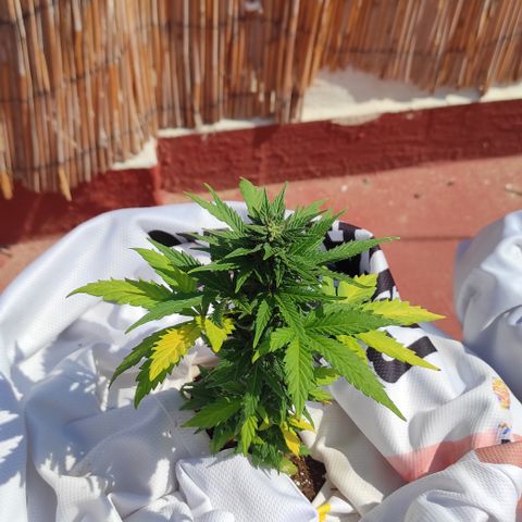 Northern lights auto (alicante) growlog timeline photo