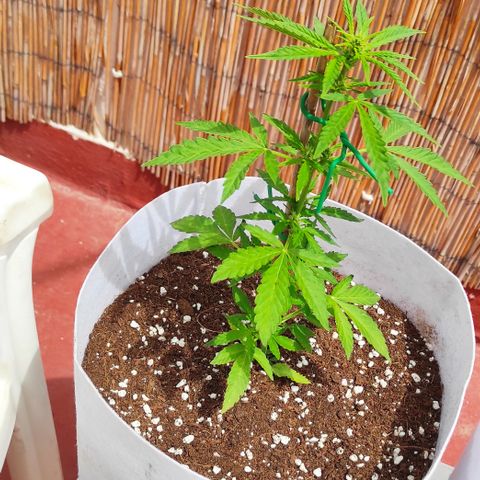 Critical auto (alicante) growlog timeline photo