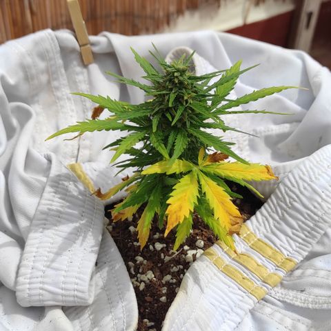 Quick One (alicante) growlog timeline photo