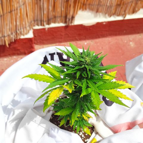 Northern lights auto (alicante) growlog timeline photo