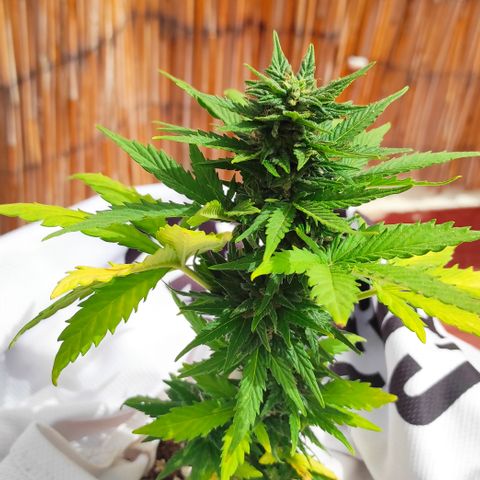 Northern lights auto (alicante) growlog timeline photo