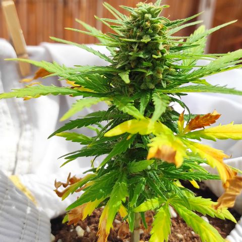 Quick One (alicante) growlog timeline photo