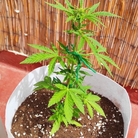 Critical auto (alicante) growlog timeline photo