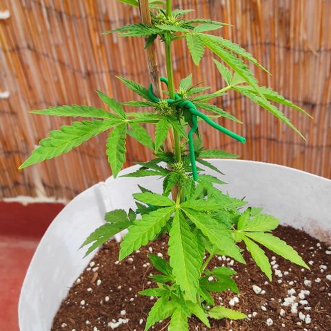Critical auto (alicante) growlog timeline photo
