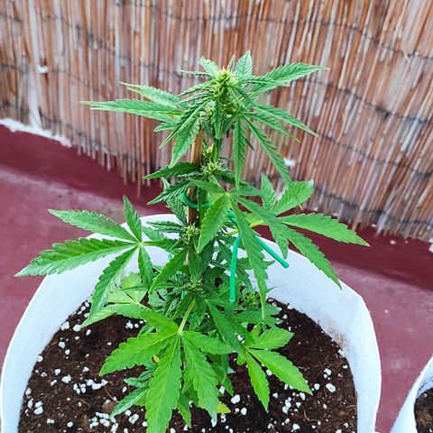 Critical auto (alicante) growlog timeline photo