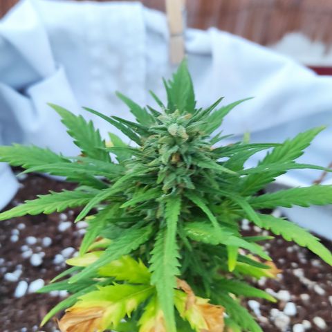 Quick One (alicante) growlog timeline photo