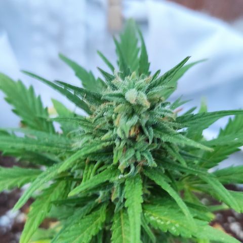 Quick One (alicante) growlog timeline photo