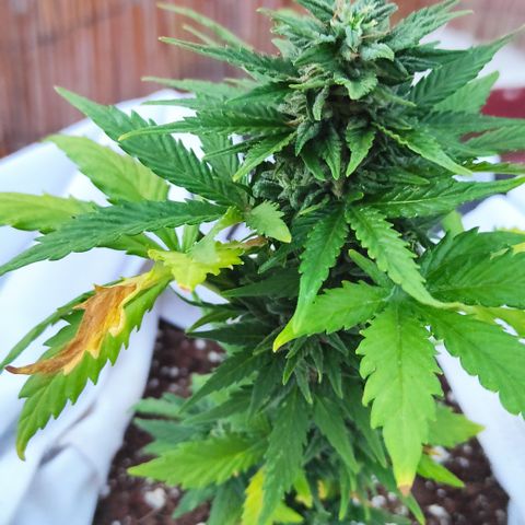 Northern lights auto (alicante) growlog timeline photo