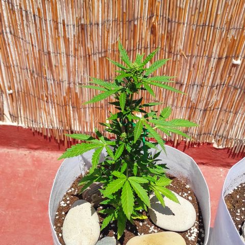Critical auto (alicante) growlog timeline photo