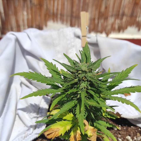 Quick One (alicante) growlog timeline photo