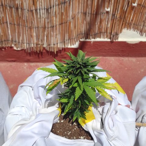 Northern lights auto (alicante) growlog timeline photo