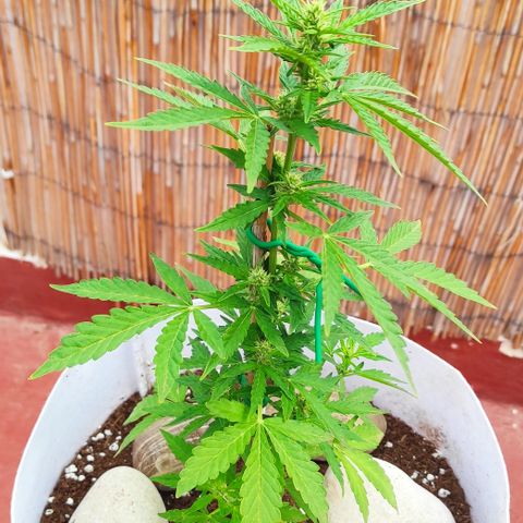 Critical auto (alicante) growlog timeline photo