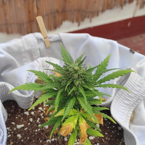 Quick One (alicante) growlog timeline photo