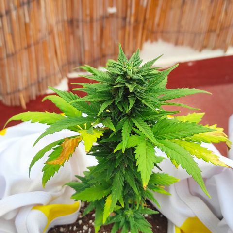 Northern lights auto (alicante) growlog timeline photo