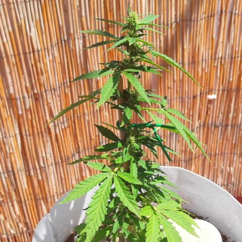 Critical auto (alicante) growlog timeline photo