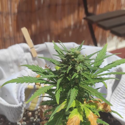 Quick One (alicante) growlog timeline photo