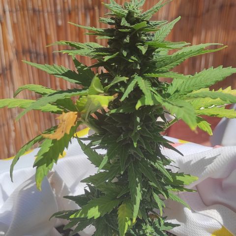 Northern lights auto (alicante) growlog timeline photo