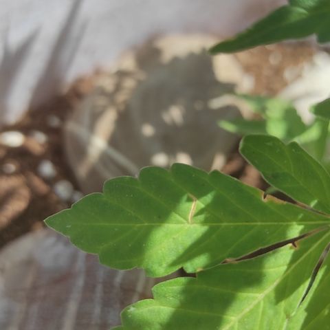 Critical auto (alicante) growlog timeline photo