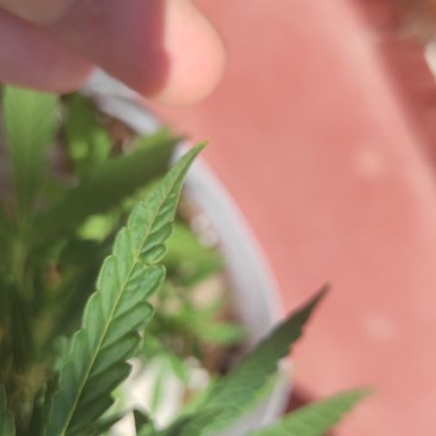 Critical auto (alicante) growlog timeline photo