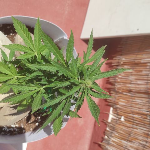 Critical auto (alicante) growlog timeline photo